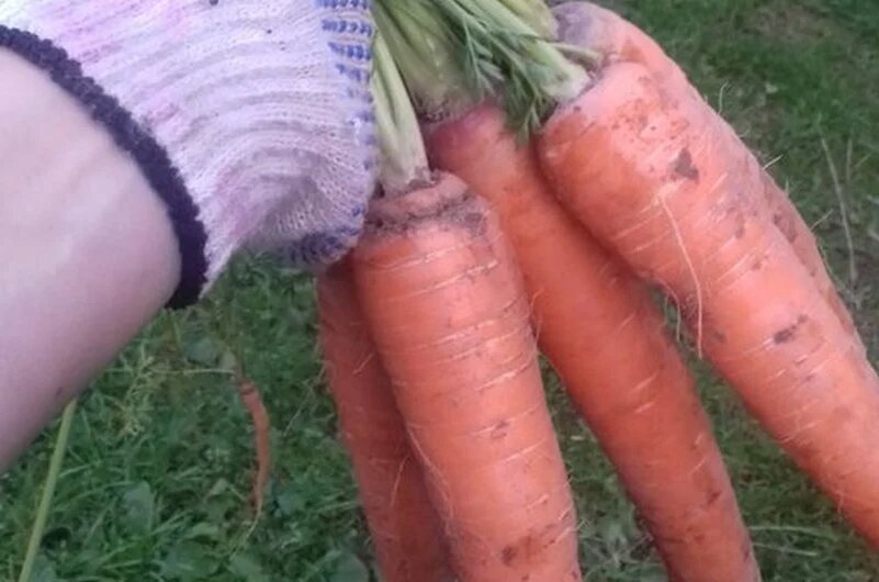 Когда сажать морковь весной последний срок. Морковь мутант. Когда убирать свеклу. Копает морковь. Когда убирать морковь в сибири.