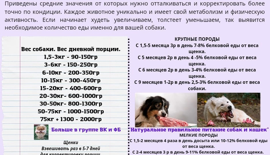 Как правильно кормить собаку мясом? Подробная инструкция и простые правила