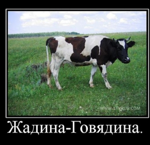 Фото из интернета 