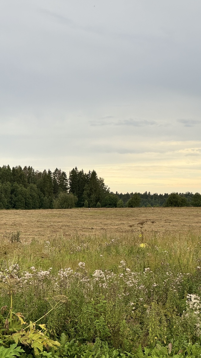 Найди аистов