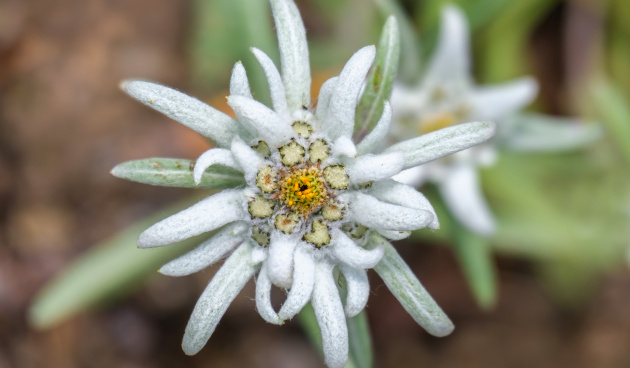    Эдельвейс альпийский. Фото: shutterstock.com