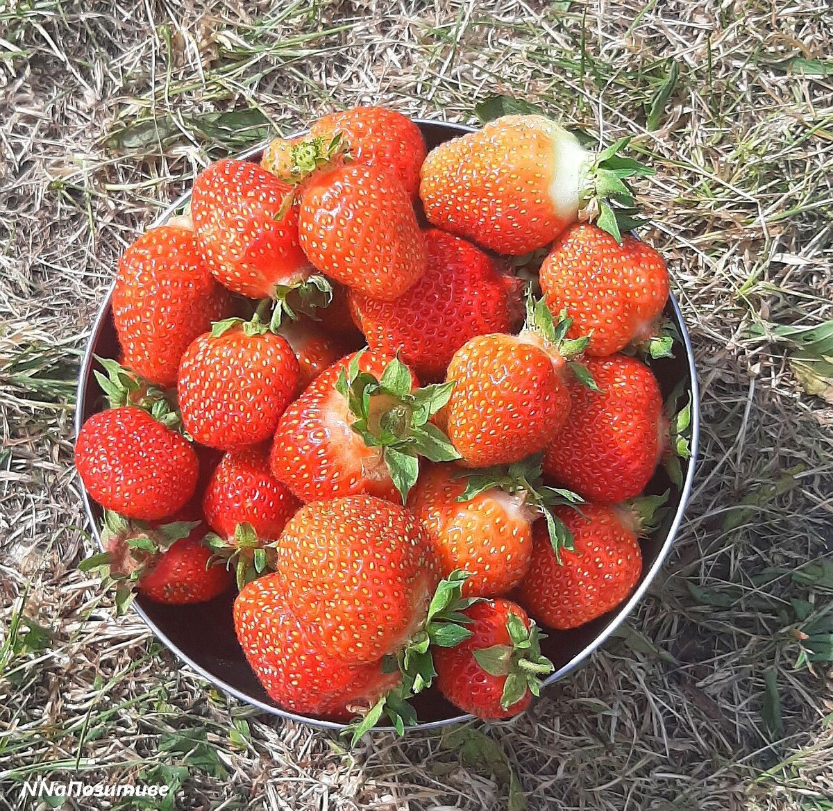 Везде это клубника, а у нас - виктория