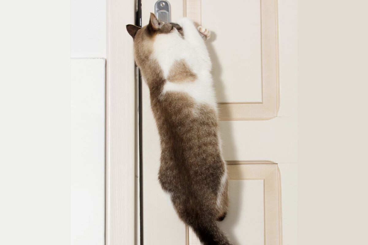 Кошка прыгает на ручку двери