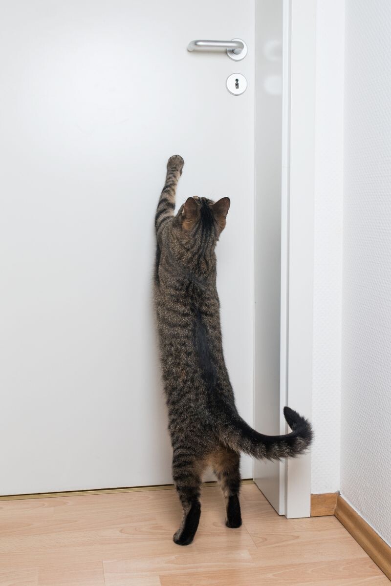 Как отучить кошку прыгать на дверь