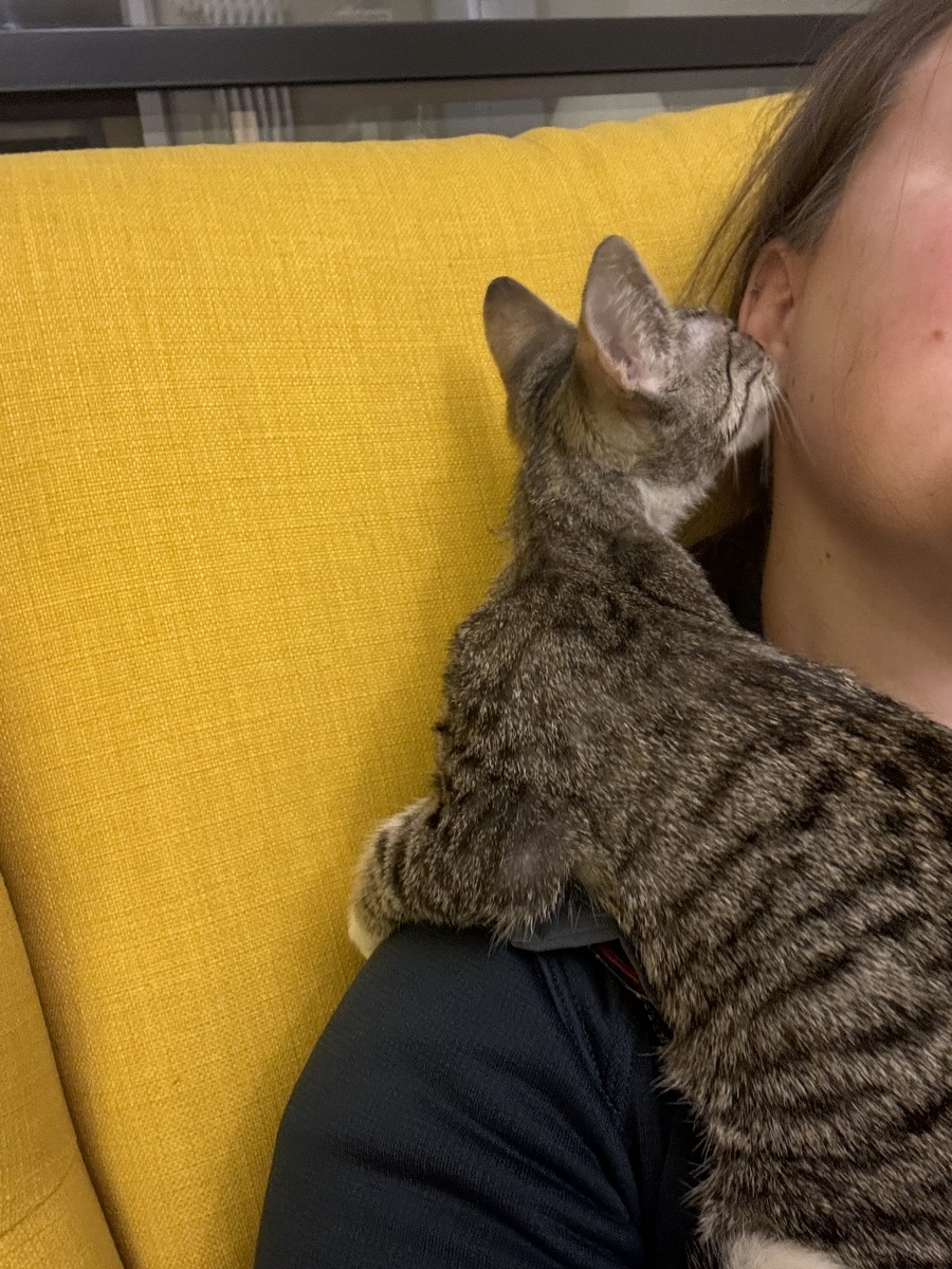 Очень нежная и трогательная кошечка 