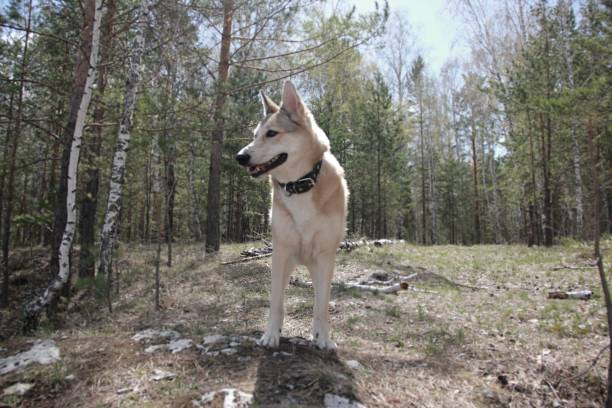 Все собаки породы "Лайка" обладают отличным нюхом, громким лаем, они выносливы и хорошо работают в паре с человеком, главное правильно обучить (istockphoto.com)