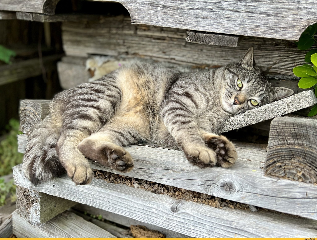 Кот Василий