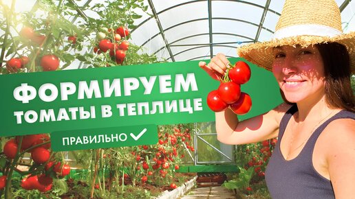 Формируем томаты в теплице правильно!