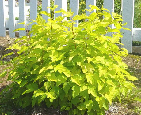 Пузыреплодник калинолистный Дартс Голд