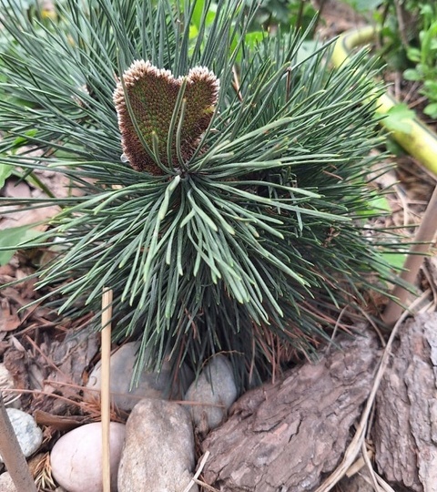 Pinus thunbergii Ogi