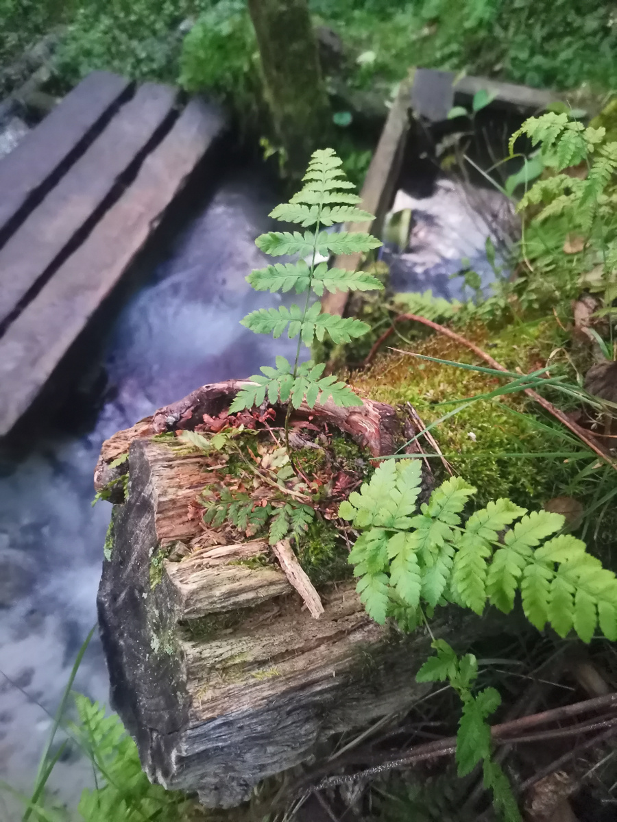 Орловское Полесье, с. Радовище, родник Борякино