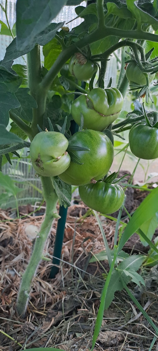 Первые плоды были кривоваты, но на вкус это не повлияло (фото автора)