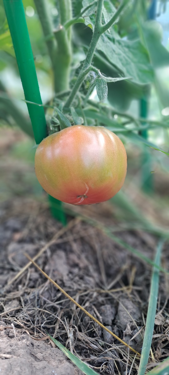 Томатик сорта Арктическая роза (фото автора)