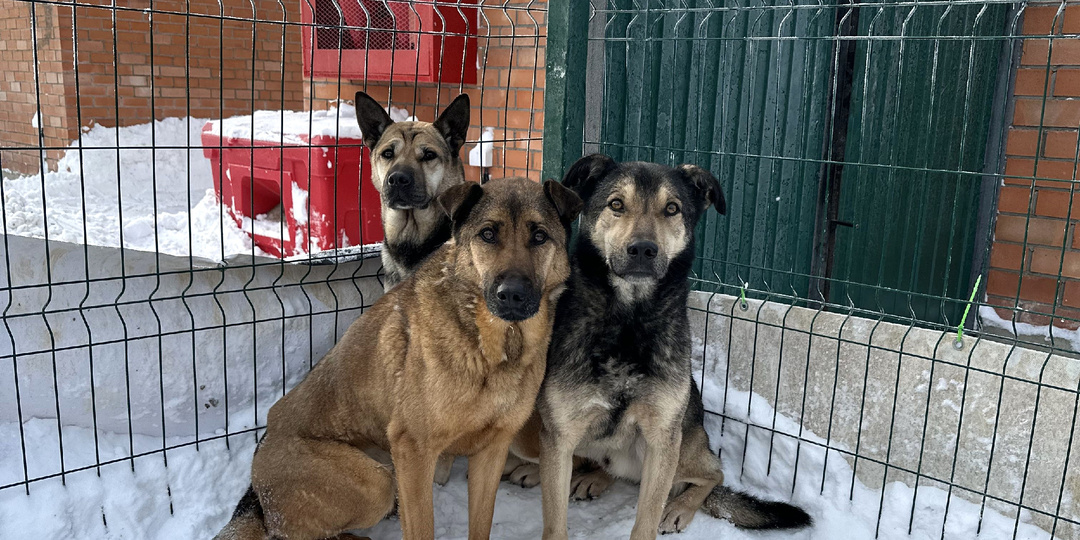 В чем супер-сила приютских собак?