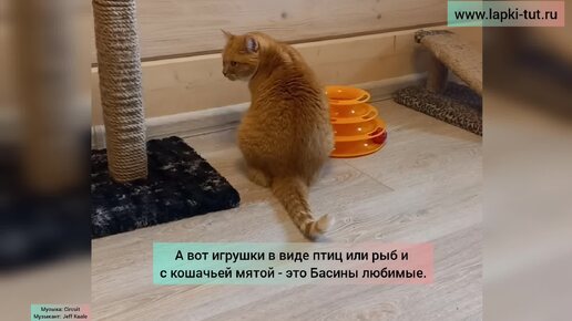 Кошки и игрушки