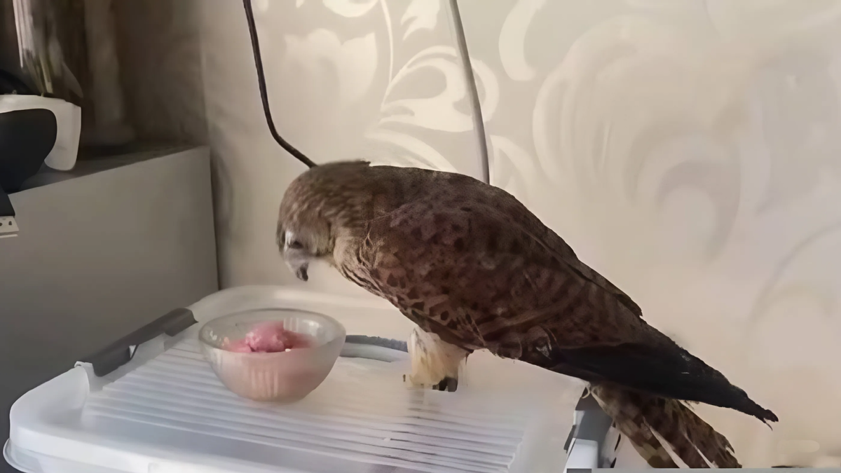    Пустельга Пуся. Фото: скриншот сюжета на местном телевидении