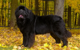 Вот точно такая была.