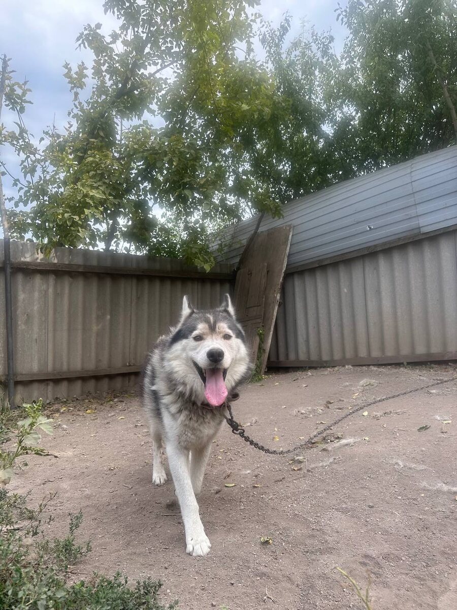 А это Денвер, очень напуган