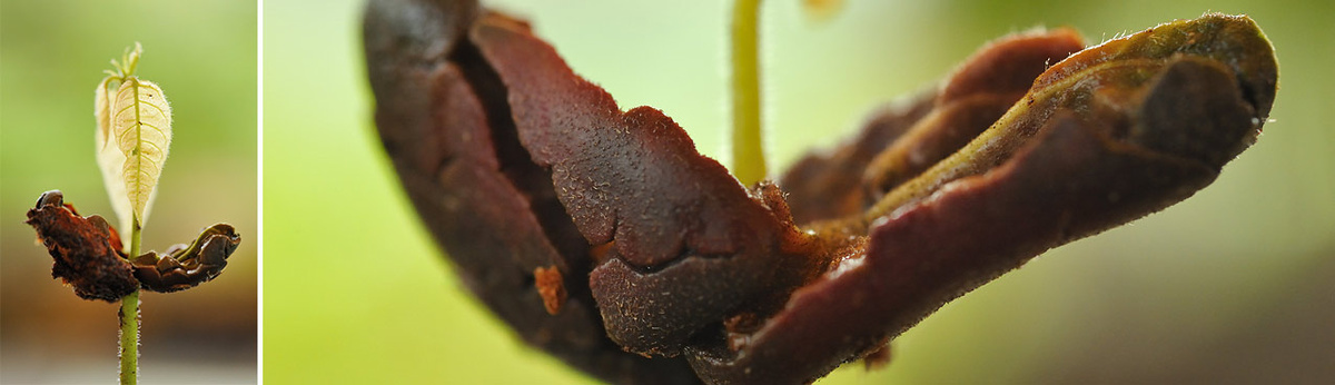 Фото Jochen Weber, проросток из какао-боба