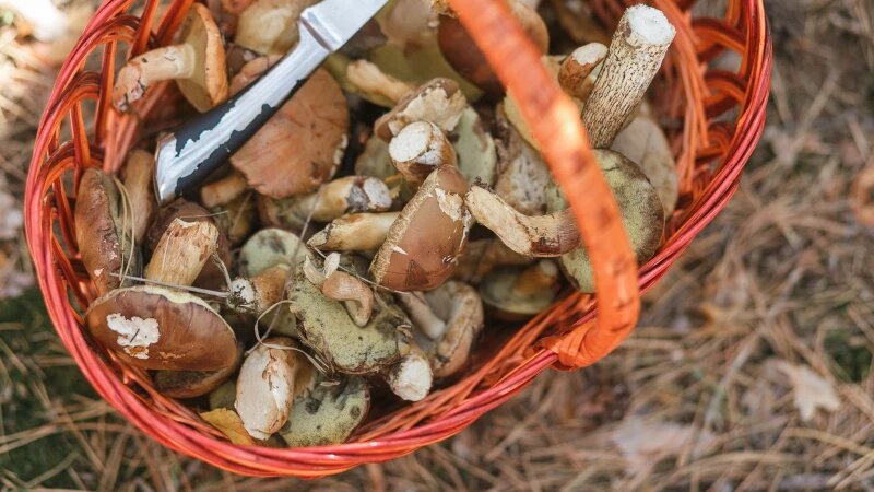     Корзина грибов. freepik.com/freepic.diller