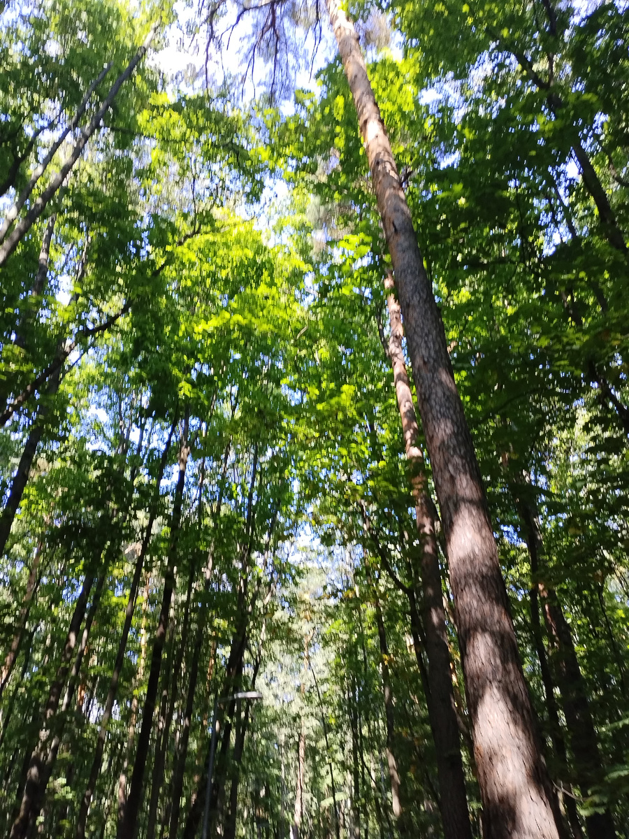 огромные деревья в парке Прекрасное-Стрешнево