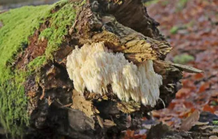    Уникальный опыт по выпуску редких грибов проводится в Германии в национальном парке «Баварский лес»