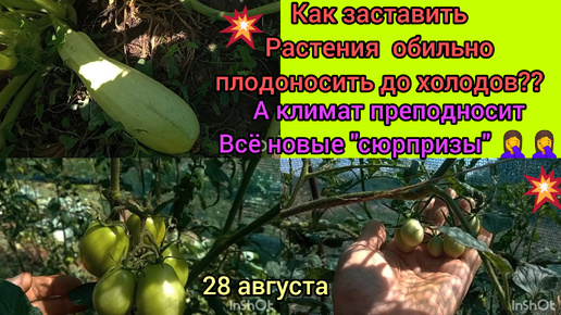 Как выжить растениям в огороде 😳, в стремительно портящемся климате⛈️🌪🌫☀🔥🥵🥵🤯🤬