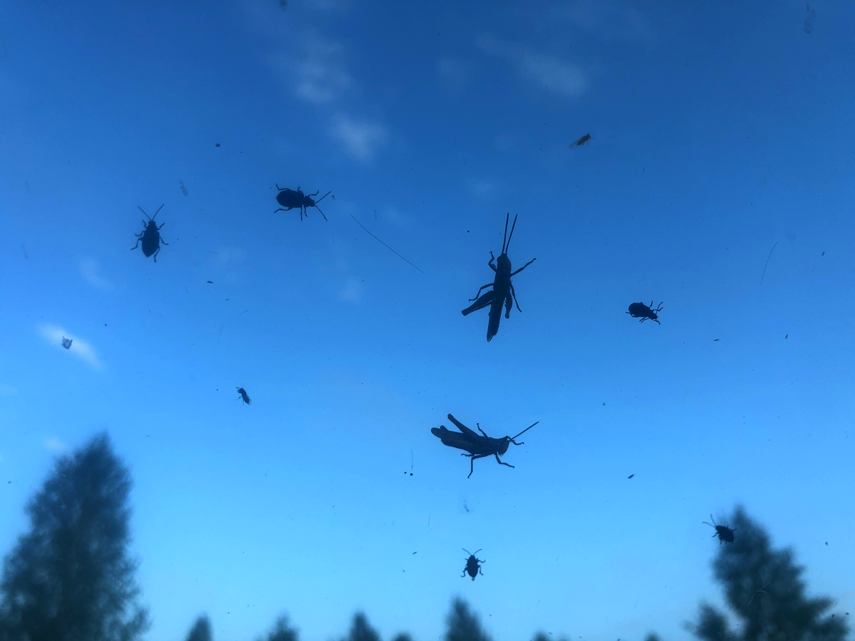 Эти пассажиры решили поехать "зайцами".  фото автора