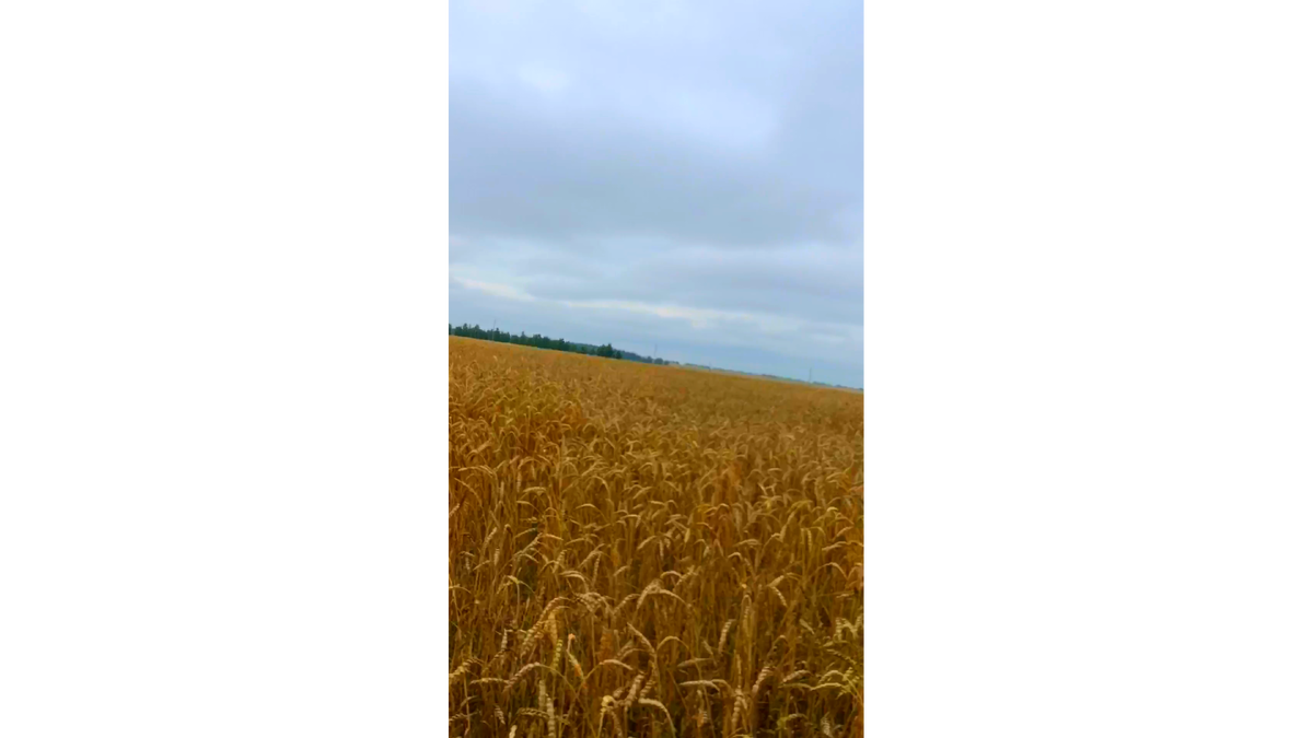 Пора убирать хлеб   фото автора