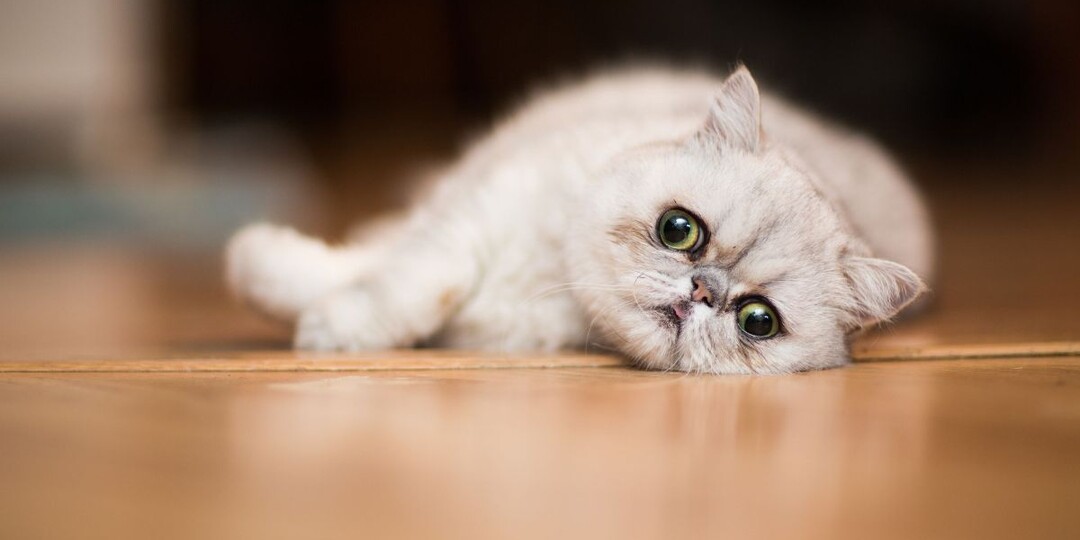 У кошек обнаружено почти 300 выражений морды: неожиданные результаты исследования