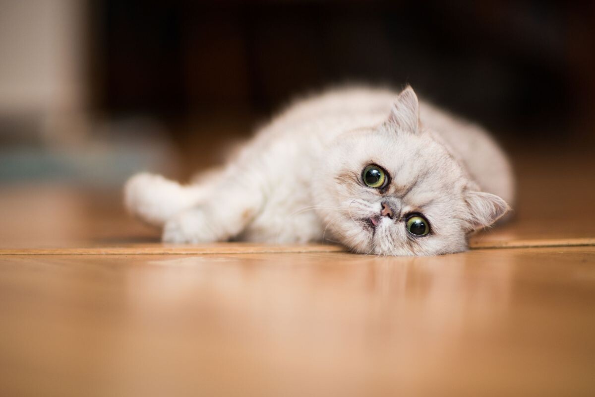 Добрый котик 