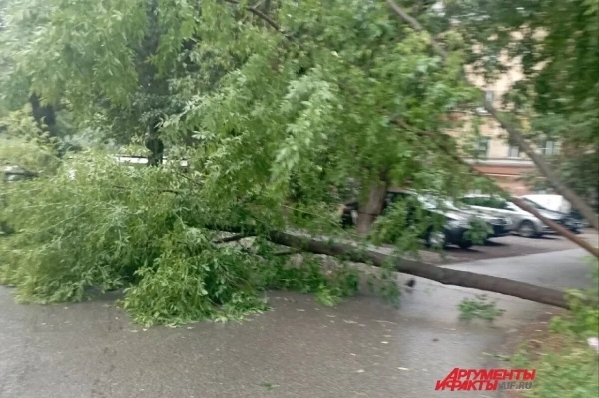    Об упавшем дереве рассказали очевидцы.