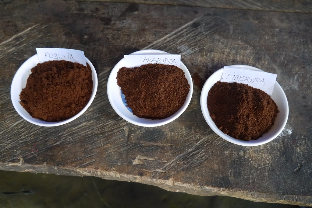 Фото: World Agroforestry / Wordpress.org / openverse