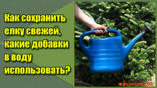 Как сохранить елку свежей, какие добавки в воду использовать