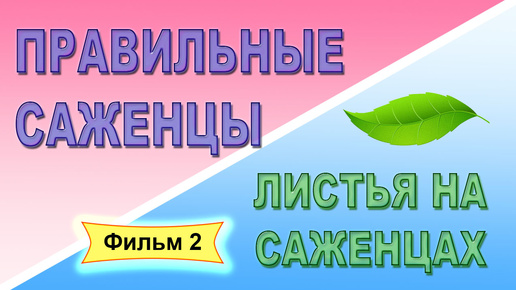 Правильные саженцы. Фильм 2