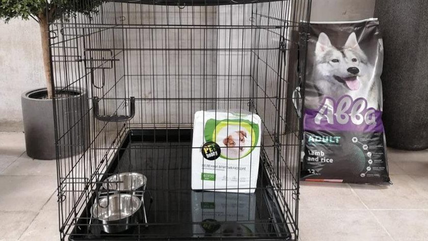 РЖД открыла уголки для животных на 175 вокзалах России