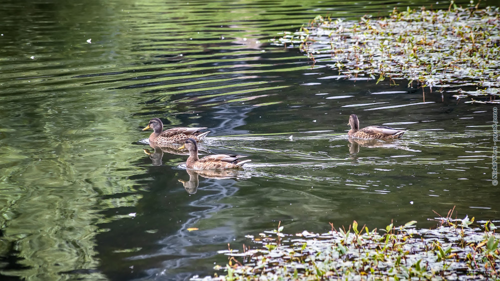 1. Кряквы в малом Солнцевском пруду © NickFW.ru — 29.08.2020г.
