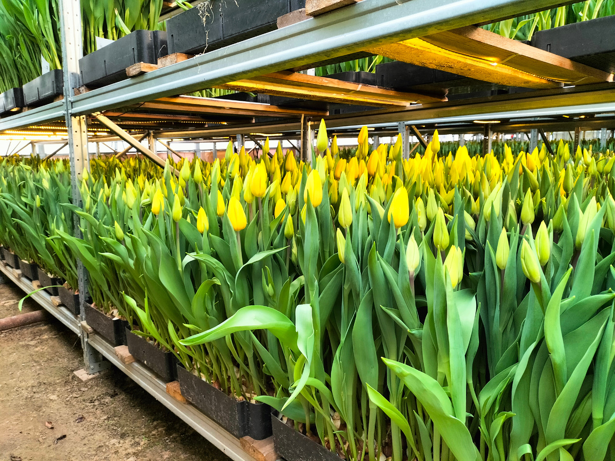 Выгонка на гидропонике