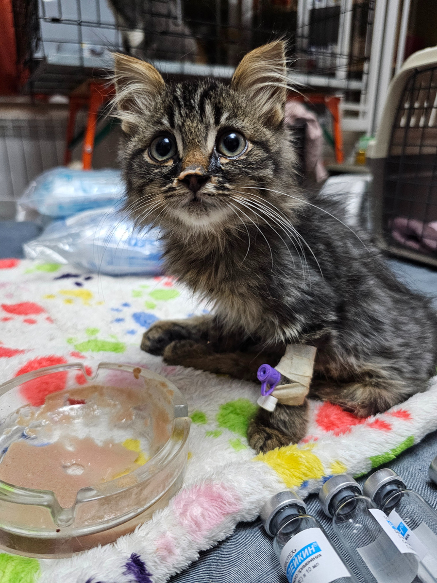 Фото автора. Толяша начал кушать по немножко.