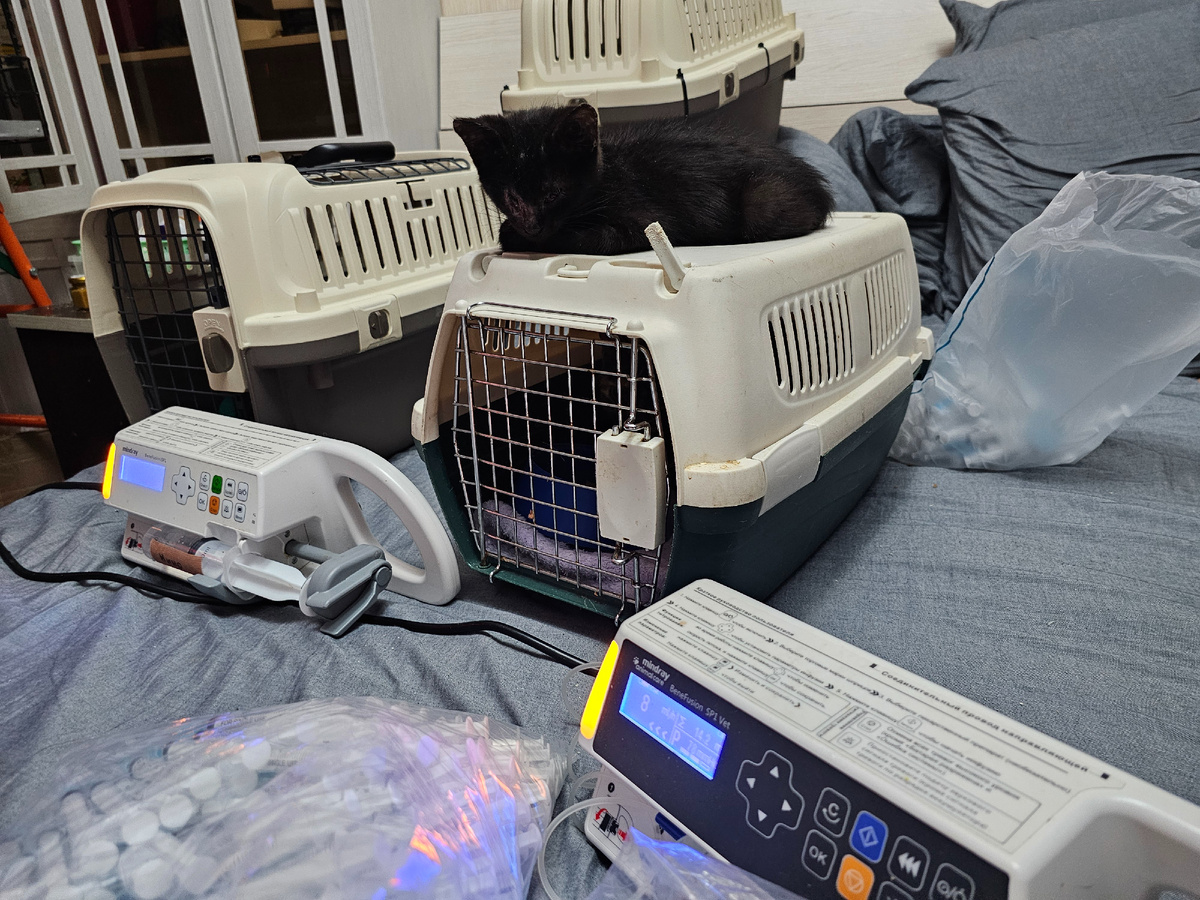 Фото автора. Ева контролирует капельницы.