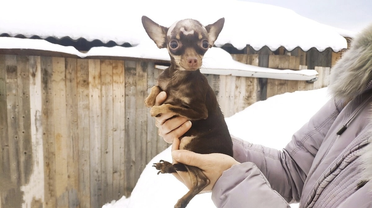 Викуся. История про осиротевших тойчиков и кошках нашуела на всю страну 