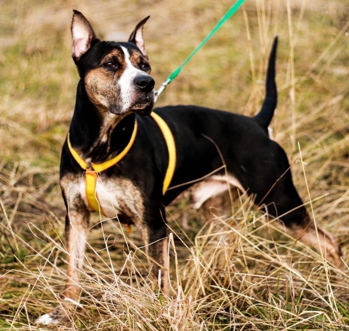 Наш любимый отказник с трагической историей