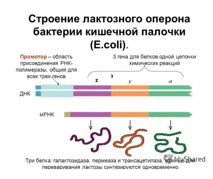 Строение гена прокариот