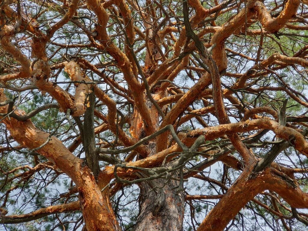    Как определить возраст молодой сосны на глаз? Бузулукский бор поделился секретом
