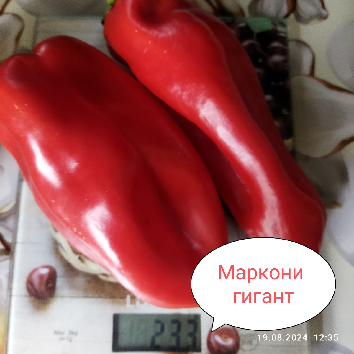 Не очень удачное фото. Маркони - плоский перец, длинный.