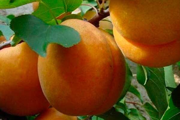 Peach Tree Varieties