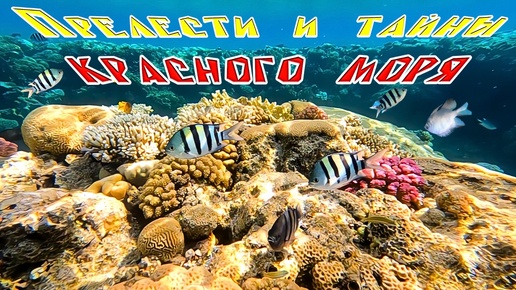 Красное море снорклинг/Red See snorkelling №1