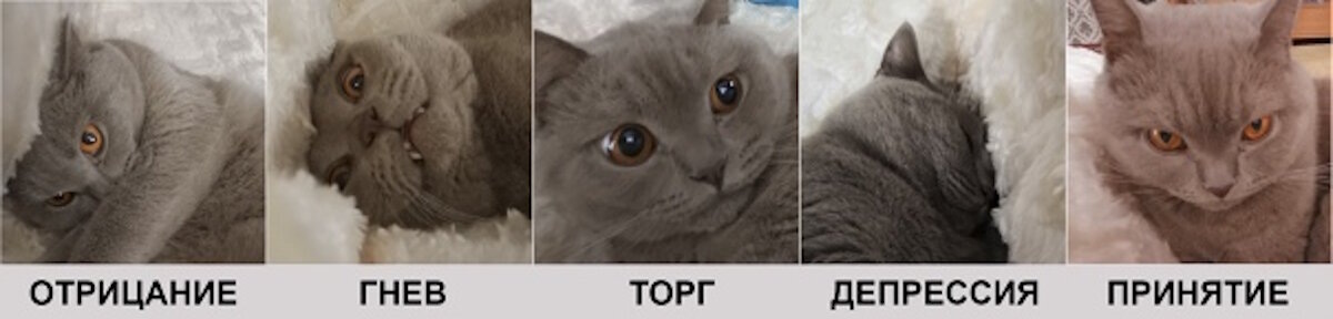 Котиков в ленту