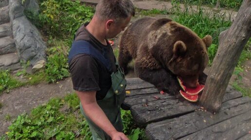 Молодой медведь и взаимодействие с ним человека.