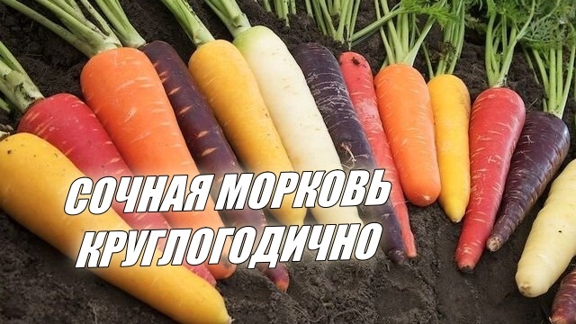 Правильно подготовишь – всю зиму свежей морковкой хрустеть будешь